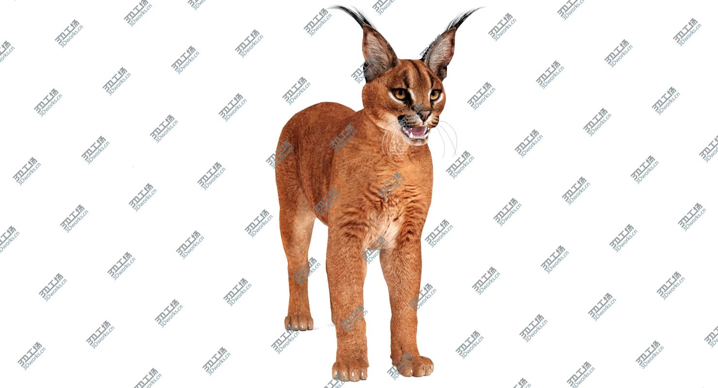images/goods_img/202104091/Caracal 3D/3.jpg